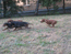 пинчер-активная собака
